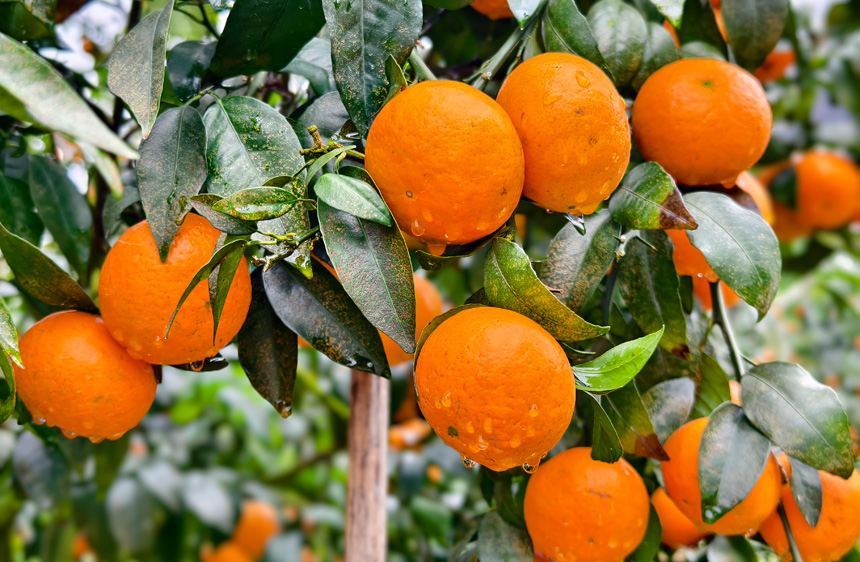 沃柑豐收 共享碩果