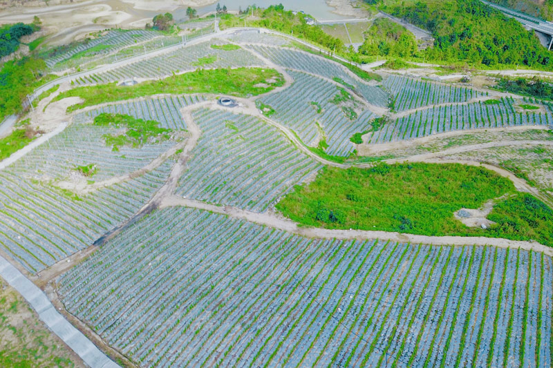 圖九:天河鎮(zhèn)北安村黃金百香果基地