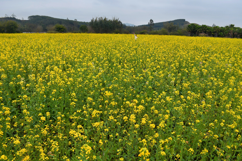 群眾在油菜花田里拍照。