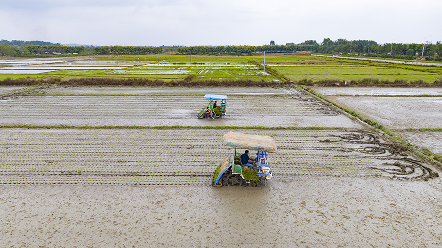 村民用農(nóng)耕機(jī)耕種。