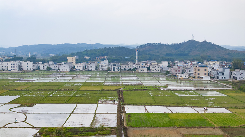 航拍稻田。