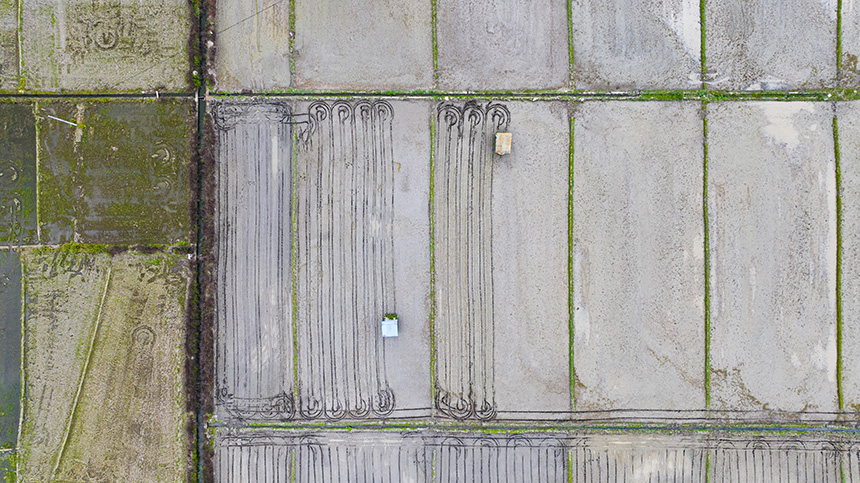 農(nóng)機(jī)手駕駛農(nóng)耕機(jī)在稻田間來回穿梭作業(yè)。