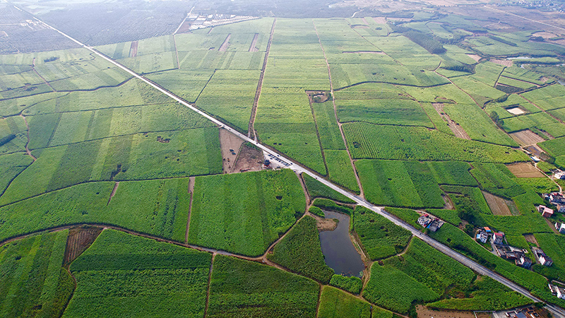 航拍黃安優(yōu)質(zhì)“雙高”糖料蔗基地。來賓市融媒體中心供圖