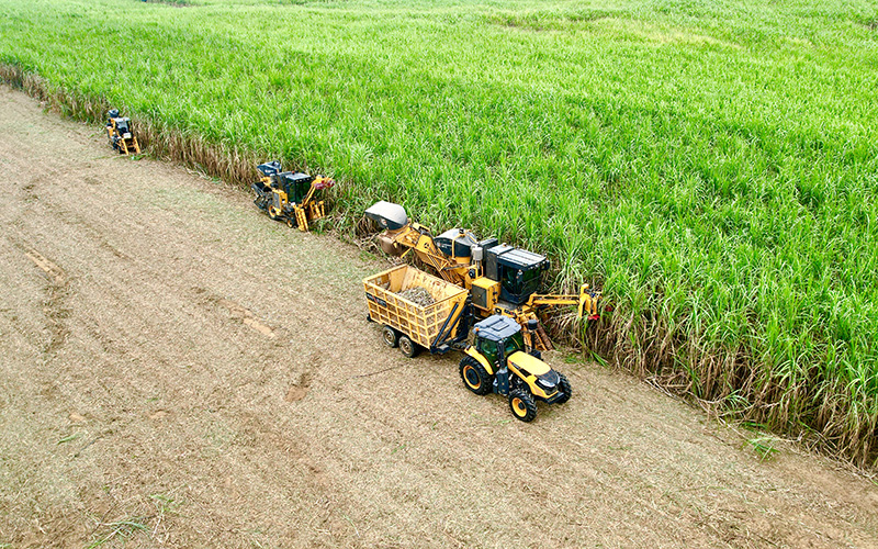 甘蔗機(jī)收現(xiàn)場(chǎng)。來賓市融媒體中心供圖