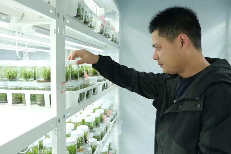 管理人員查看甘蔗組培苗繁育情況。韋海臣攝