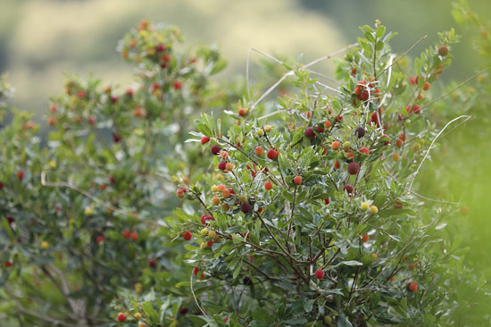 博白縣鳳山鎮(zhèn)楊梅。
