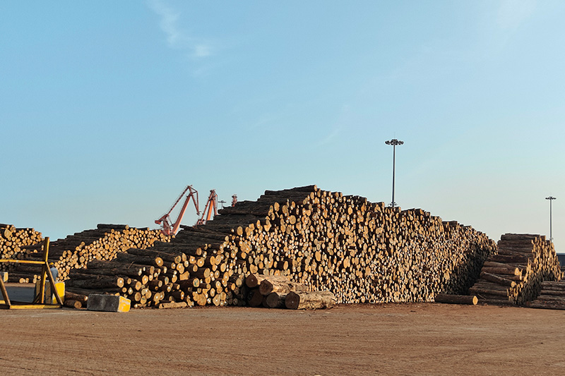 新西蘭進(jìn)口輻射松原木順利抵達(dá)東莞港卸貨。廣西供應(yīng)鏈服務(wù)集團(tuán)供圖