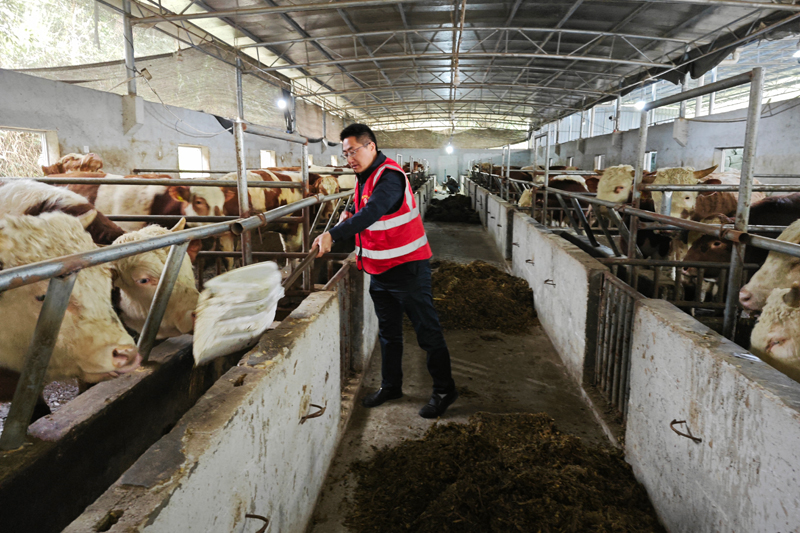 陳科在養(yǎng)牛場(chǎng)喂牛。馮俊杰攝