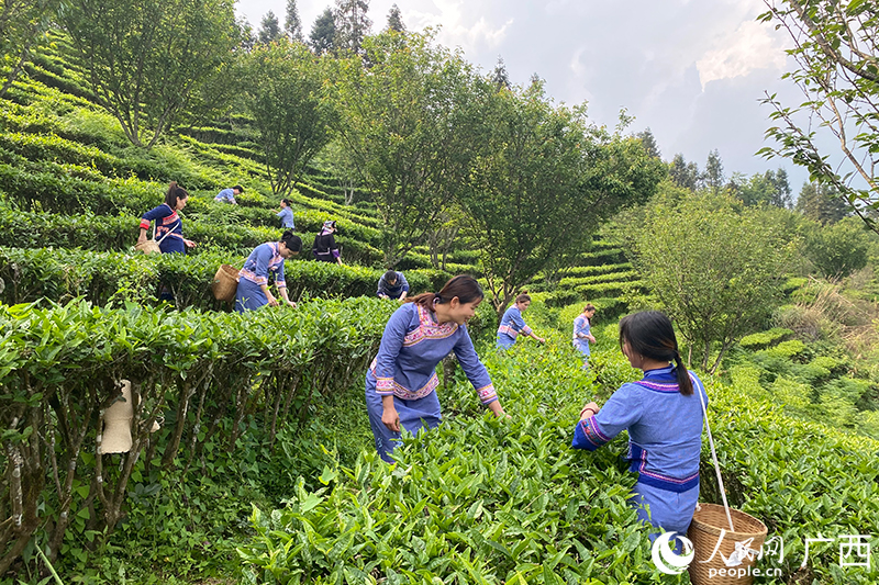 高山有機(jī)茶園。人民網(wǎng) 馮肖慧攝