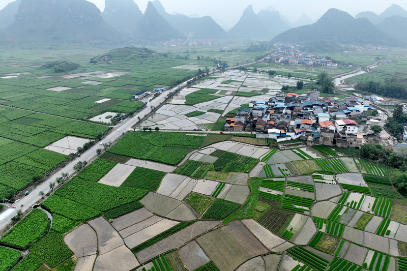 羅城四把鎮(zhèn)石門村稻田風(fēng)景。