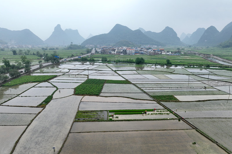 羅城四把鎮(zhèn)石門村稻田蓄滿春水,阡陌縱橫。