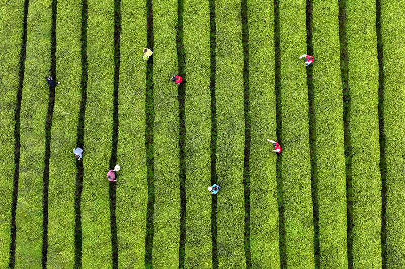 千畝生態(tài)茶園進(jìn)入春茶采摘期。