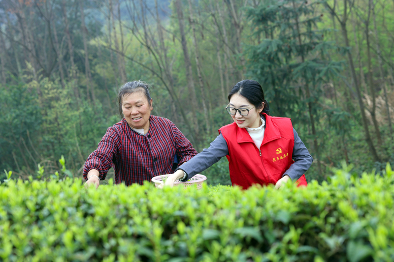 青年黨員志愿者幫助茶農(nóng)采摘春茶。