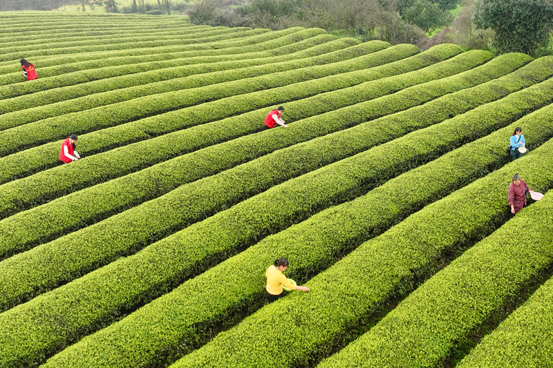 青年黨員志愿者幫助茶農(nóng)采摘春茶。