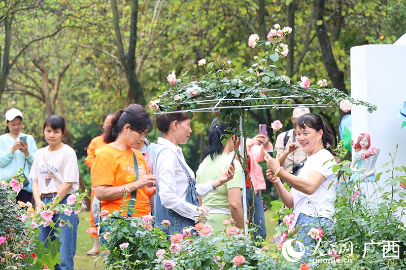 月季花盛開吸引市民游客打卡觀光。人民網(wǎng) 付華周攝