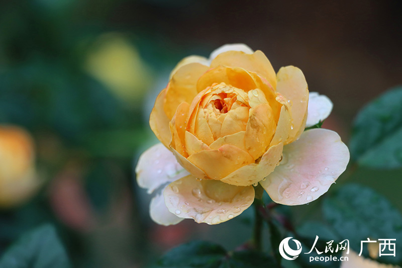 盛開的月季花。人民網(wǎng) 付華周攝