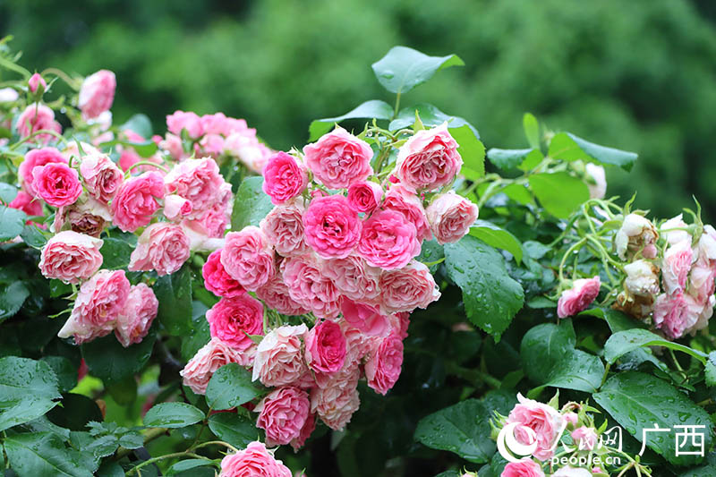 盛開的月季花。人民網(wǎng) 付華周攝