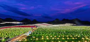 金?；瘕埞N植基地