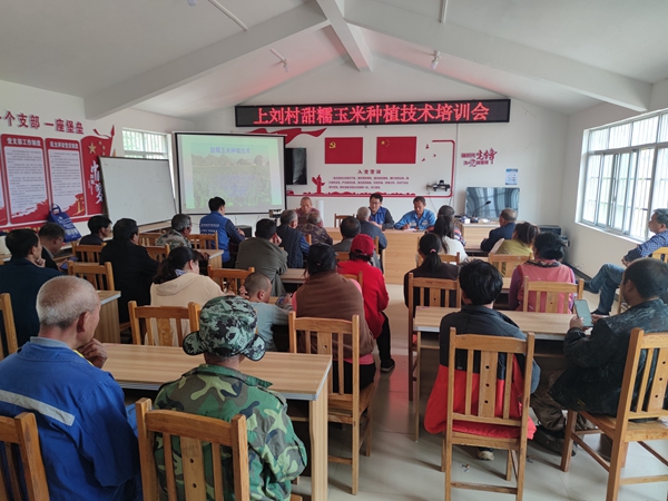 組織玉米種植培訓(xùn)。陸志蘭攝