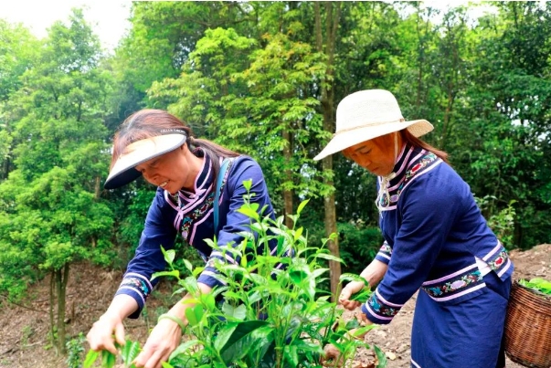 千年茶緣 古茶飄香