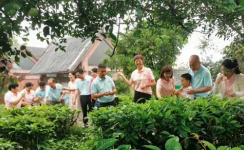 凌云以茶為媒推動(dòng)農(nóng)文旅融合發(fā)展