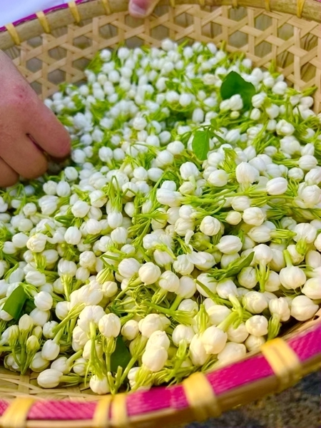 茉莉花迎來豐收。陳綱正攝