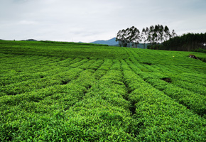 象州縣妙皇鄉(xiāng)思高村委屯村水庫(kù)移民研學(xué)基地