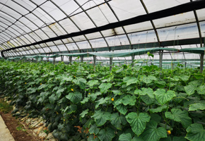 象州縣大樂(lè)鎮(zhèn)六回村設(shè)施農(nóng)業(yè)基地