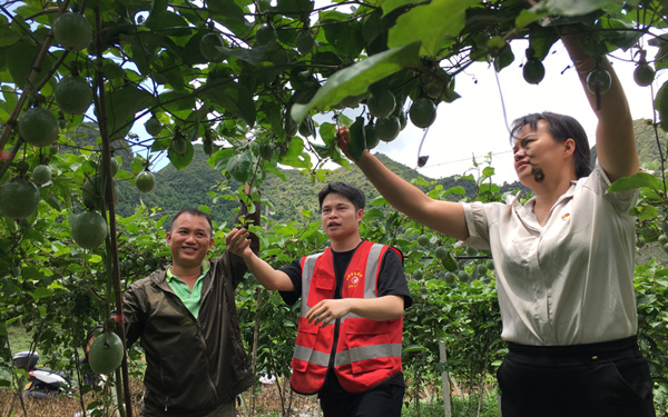 駐村第一書(shū)記邵明福（右）深入百香果基地了解產(chǎn)業(yè)發(fā)展情況。靖西市委組織部供圖