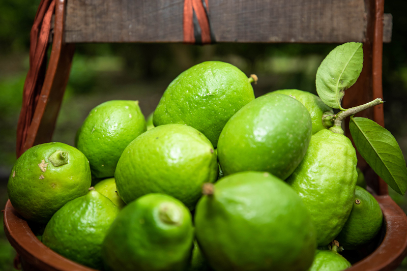 容縣石頭鎮(zhèn)香水檸檬。