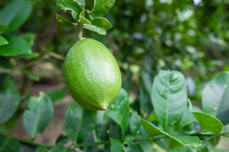 容縣石頭鎮(zhèn)香水檸檬。