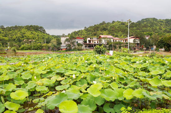 東興市大旺村：執(zhí)“移風(fēng)易俗”之筆 細(xì)繪幸福鄉(xiāng)村畫卷