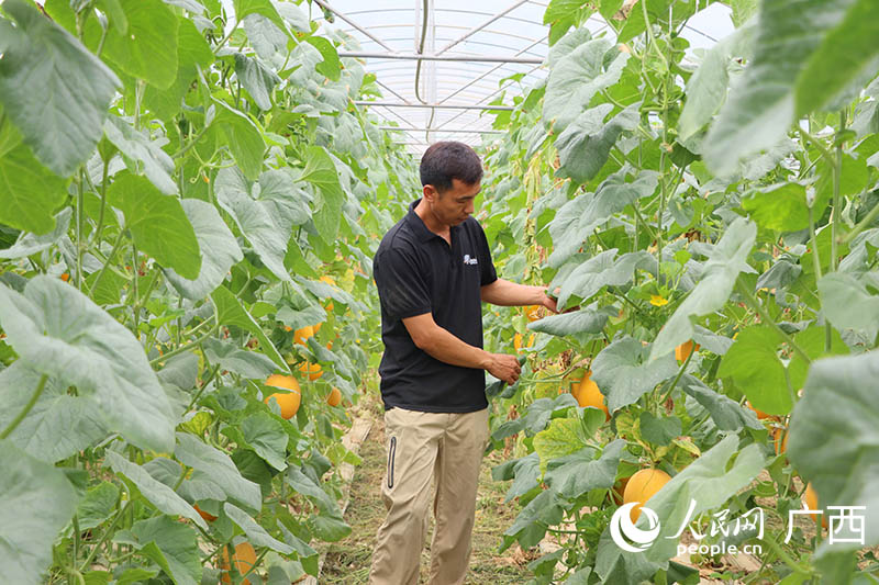 種植戶察看哈密瓜生長情況。人民網 付華周攝