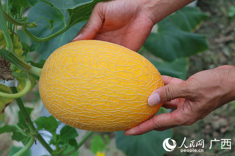 被村民視為致富“黃金瓜”的成熟哈密瓜。人民網 付華周攝