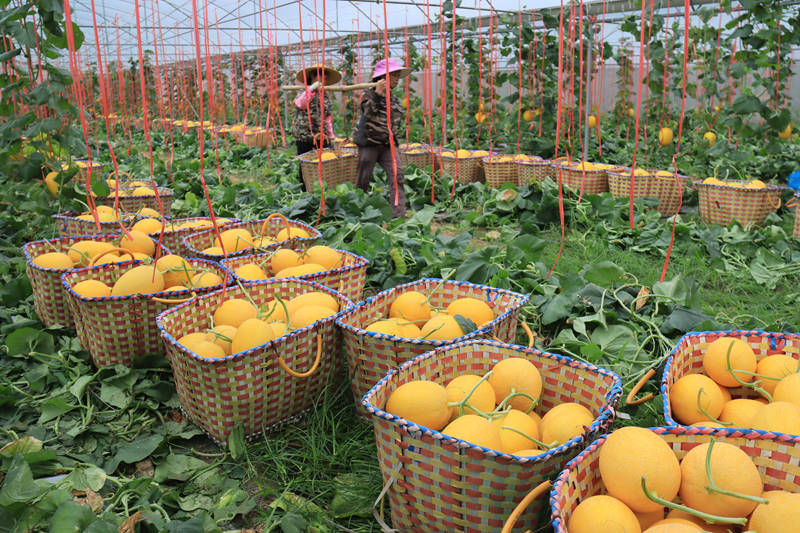 四安村哈密瓜喜獲豐收。梁輝業(yè)攝