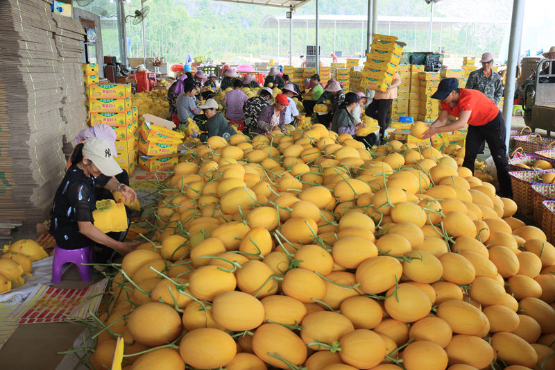 村民們正在分揀打包哈密瓜。梁輝業(yè)攝