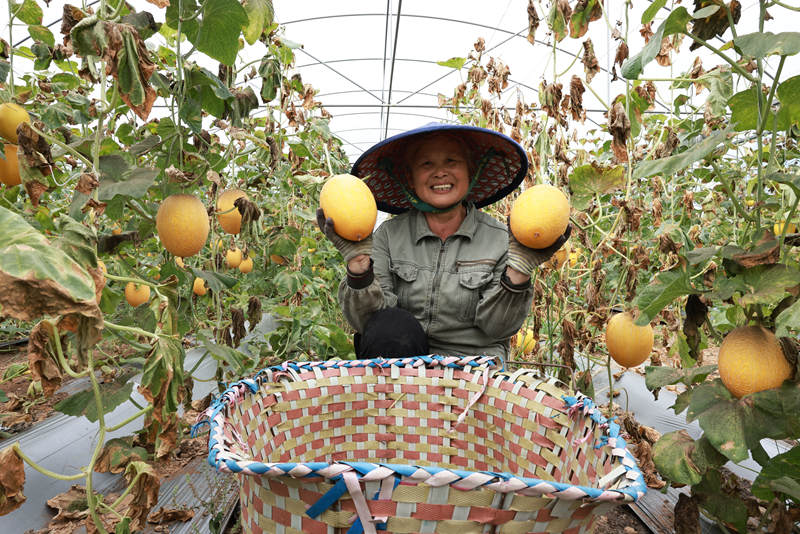 村民展示剛采摘的哈密瓜。