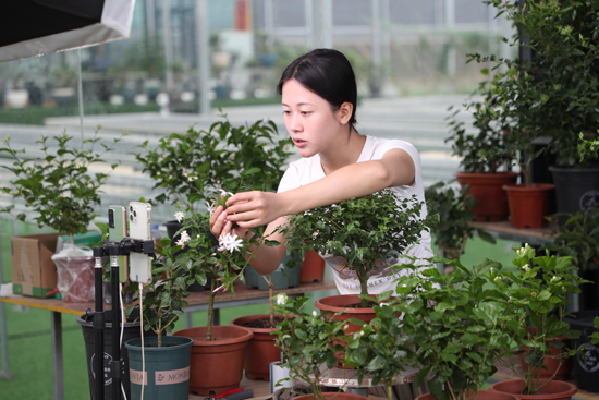 主播在直播介紹茉莉花新品種