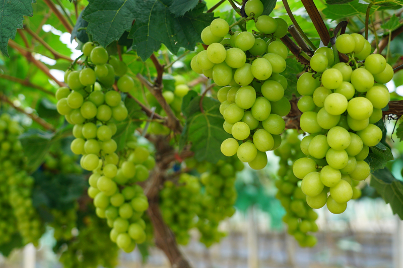 “陽(yáng)光玫瑰”葡萄長(zhǎng)勢(shì)喜人