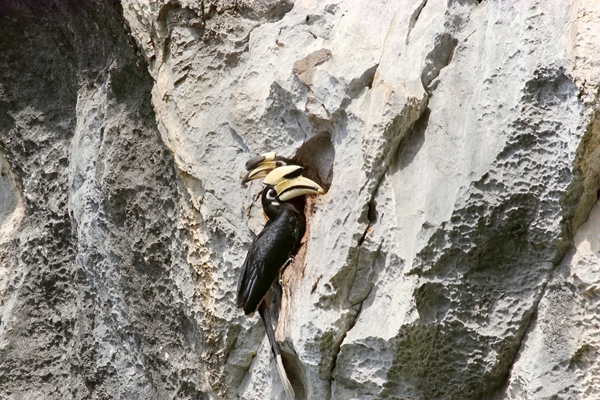 冠斑犀鳥(niǎo)。韋忠新攝