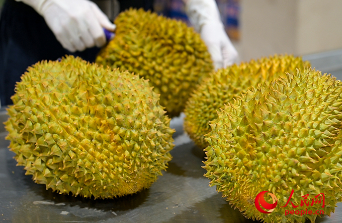 海關(guān)查驗(yàn)臺上待查驗(yàn)的榴蓮。人民網(wǎng) 雷琦竣攝
