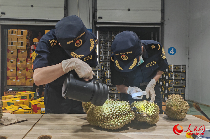 海關(guān)工作人員正在查驗(yàn)榴蓮。人民網(wǎng)記者 朱曉玲攝