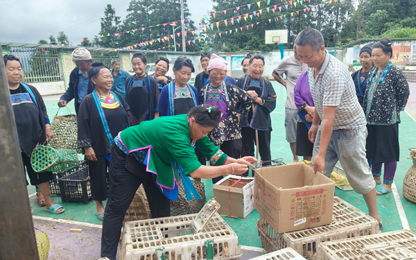 分領(lǐng)雞苗現(xiàn)場。梁啟夢攝