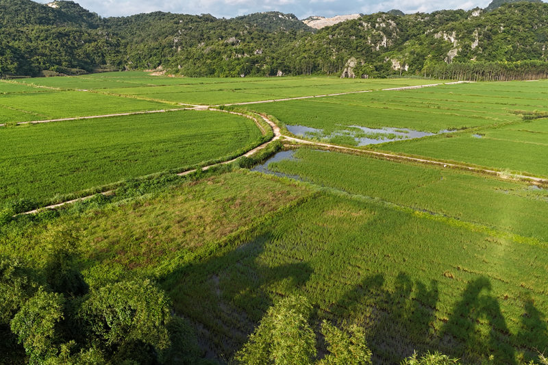 貢模屯平坦的水田。譚羅言攝