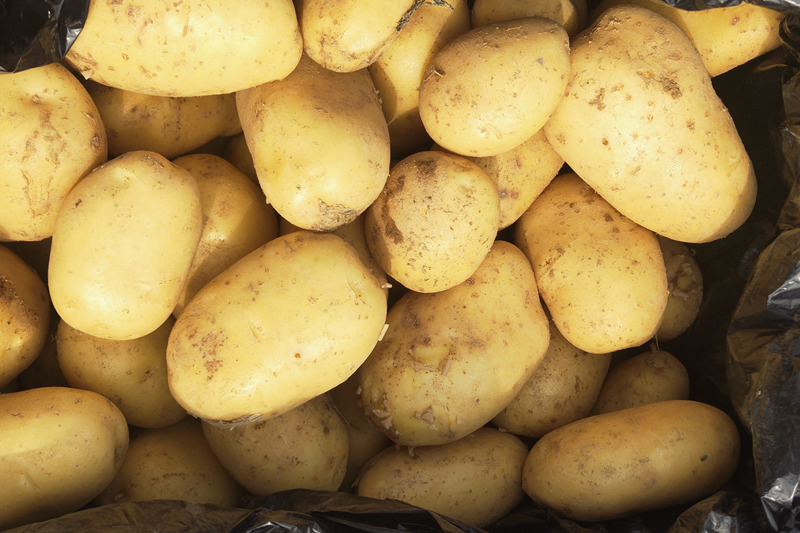 土豆。譚羅言攝