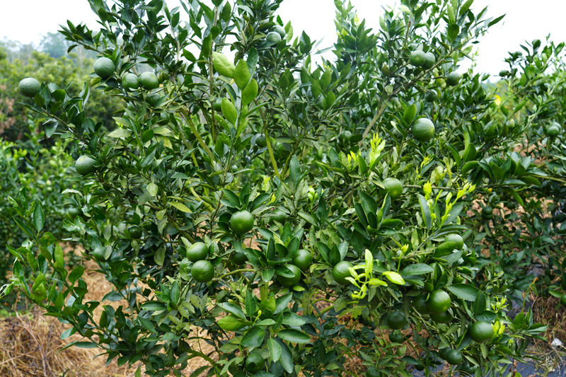 柑橘成熟上市。