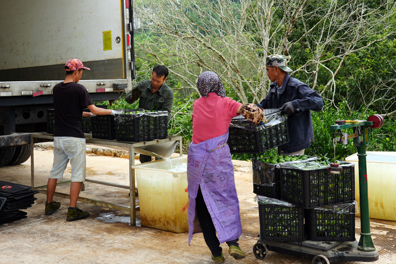 村民將新鮮采摘的柑橘進(jìn)行稱重、裝車。