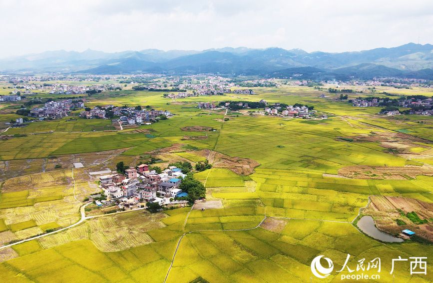 港北區(qū)金黃色的稻田美如畫。人民網(wǎng)記者 王勇攝