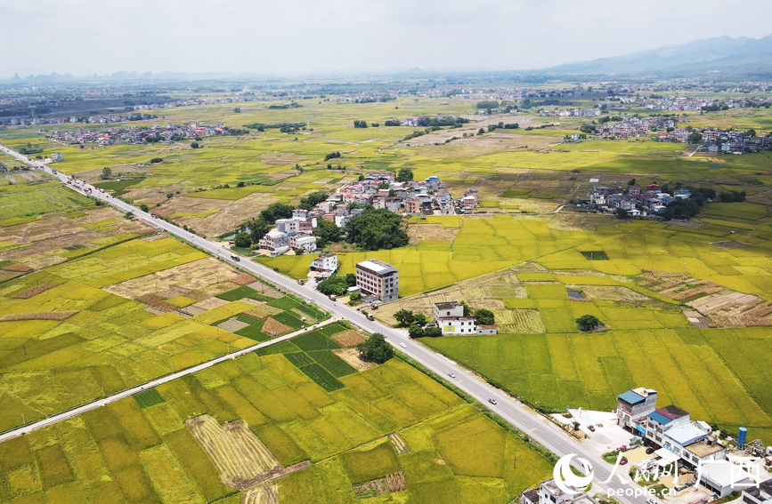 港北區(qū)金黃色的稻田美如畫。人民網(wǎng)記者 王勇攝