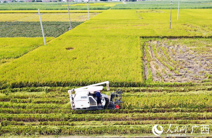 港北區(qū)搶抓農(nóng)時(shí)收割水稻。人民網(wǎng)記者 王勇攝